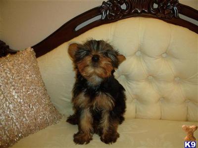  Outstanding Yorkie Puppy with lots of personality and good looks